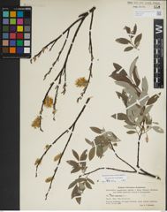 Foto von Salix lapponum L.
